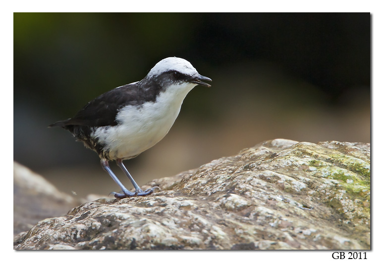 WHITE-CAPPED DIPPER